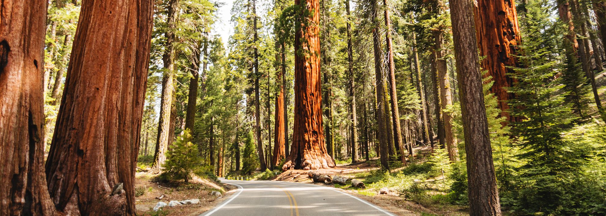 Image of road surrounded by giant sequoia trees in California